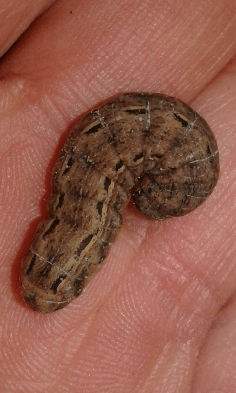 Noctuidae : bruco di Noctua pronuba